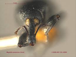 Attēlu rezultāti vaicājumam “Magdalis sp.”