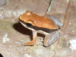 Attēlu rezultāti vaicājumam “Alloeotomus sp.”