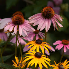 Image result for Sonnenhut