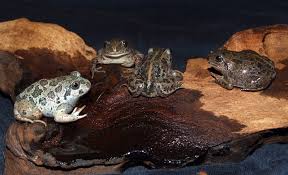 Attēlu rezultāti vaicājumam “Pelobates fuscus”