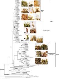 Attēlu rezultāti vaicājumam “Orthotrichum, Nyholmiella”