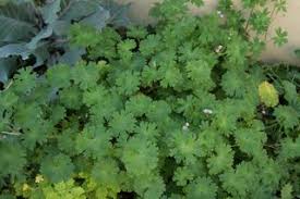 Attēlu rezultāti vaicājumam “Geranium molle leaf”