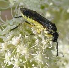 Attēlu rezultāti vaicājumam “Tenthredo mandibularis larva”
