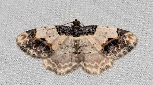 Attēlu rezultāti vaicājumam “Ligdia adustata”