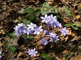 Attēlu rezultāti vaicājumam “Hepatica nobilis fruit”