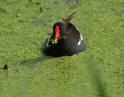 Attēlu rezultāti vaicājumam “Gallinula chloropus adult”