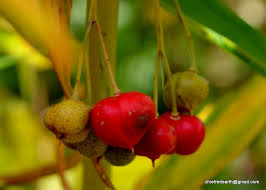 Attēlu rezultāti vaicājumam “Polygonatum verticillatum fruit”
