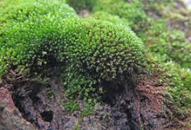 Attēlu rezultāti vaicājumam “Bryum moravicum”
