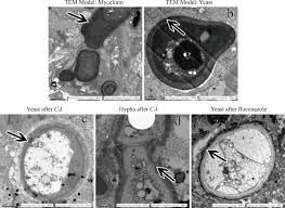 Attēlu rezultāti vaicājumam “Cinclidotus danubicus cells”
