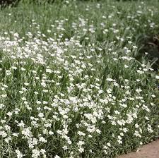 Attēlu rezultāti vaicājumam “Cerastium tomentosum”