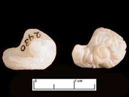 Image result for Micropogonias undulatus