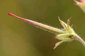 Attēlu rezultāti vaicājumam “Geranium sylvaticum bud”