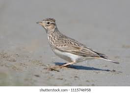 Attēlu rezultāti vaicājumam “Alauda arvensis”