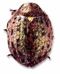 Attēlu rezultāti vaicājumam “Cytilus sericeus”