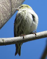Attēlu rezultāti vaicājumam “Carduelis spinus female”