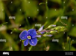 Attēlu rezultāti vaicājumam “Veronica agrestis”