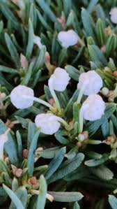 Attēlu rezultāti vaicājumam “Andromeda polifolia”