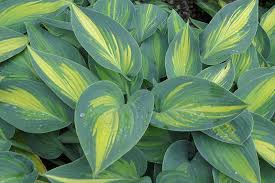Attēlu rezultāti vaicājumam “Hosta sp. leaf”