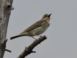 Attēlu rezultāti vaicājumam “Anthus trivialis”