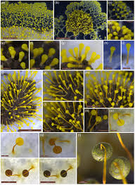 Attēlu rezultāti vaicājumam “Physarum flavicomum stalked”