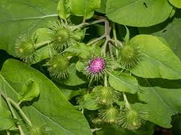 Attēlu rezultāti vaicājumam “Arctium lappa leaf”