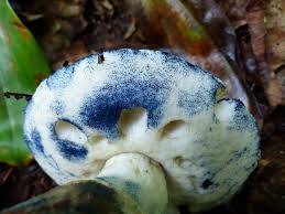 Attēlu rezultāti vaicājumam “Gyroporus cyanescens”