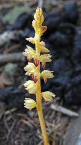 Attēlu rezultāti vaicājumam “Corallorhiza trifida flower”