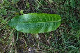 Attēlu rezultāti vaicājumam “Rumex obtusifolius”