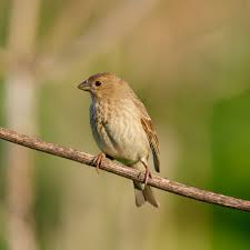 Attēlu rezultāti vaicājumam “Carpodacus erythrinus”