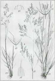 Attēlu rezultāti vaicājumam “Agrostis canina”