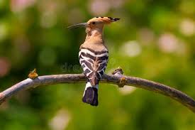 Attēlu rezultāti vaicājumam “Upupa epops”