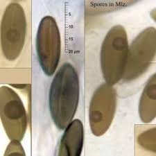 Attēlu rezultāti vaicājumam “Hypoxylon vogesiacum”