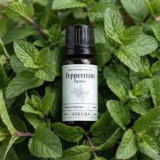 Image result for Mentha piperita