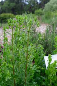 Attēlu rezultāti vaicājumam “Eryngium planum leaf”