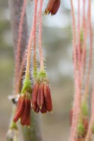 Attēlu rezultāti vaicājumam “Acer negundo female flower”