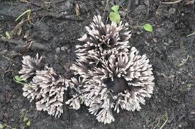 Attēlu rezultāti vaicājumam “Thelephora palmata”