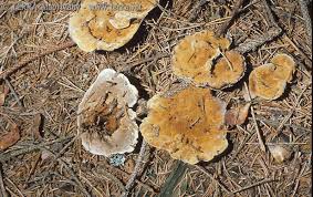 Attēlu rezultāti vaicājumam “Onnia tomentosa”