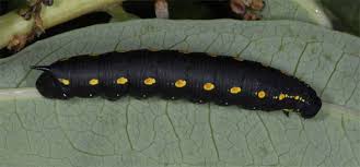 Attēlu rezultāti vaicājumam “Hyles gallii”