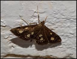 Attēlu rezultāti vaicājumam “Anania stachydalis”