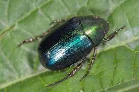 Attēlu rezultāti vaicājumam “Anomala dubia”