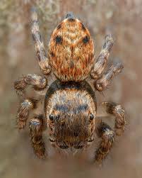 Attēlu rezultāti vaicājumam “Evarcha falcata”