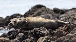 Image result for Halichoerus grypus