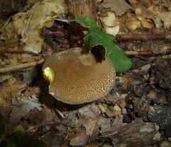 Attēlu rezultāti vaicājumam “Xerocomus chrysenteron”