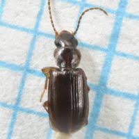 Attēlu rezultāti vaicājumam “Acupalpus flavicollis”