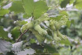 Attēlu rezultāti vaicājumam “Corylus avellana fruit”