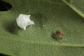 Attēlu rezultāti vaicājumam “Paidiscura pallens eggs”
