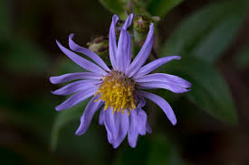 Image result for Aster amellus