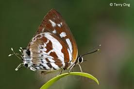 Attēlu rezultāti vaicājumam “Scardia boletella exuvia”