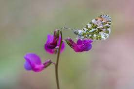 Attēlu rezultāti vaicājumam “Anthocharis cardamines underside”