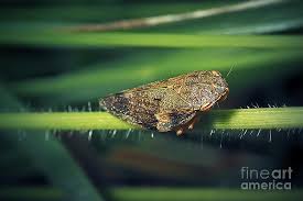 Attēlu rezultāti vaicājumam “Aphrophora alni”